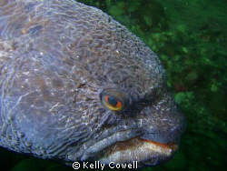 wolf eel at Day Island, Puget Sound, Tacoma, WA by Kelly Cowell 